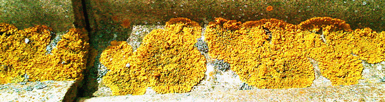 nettoyage toiture lichens